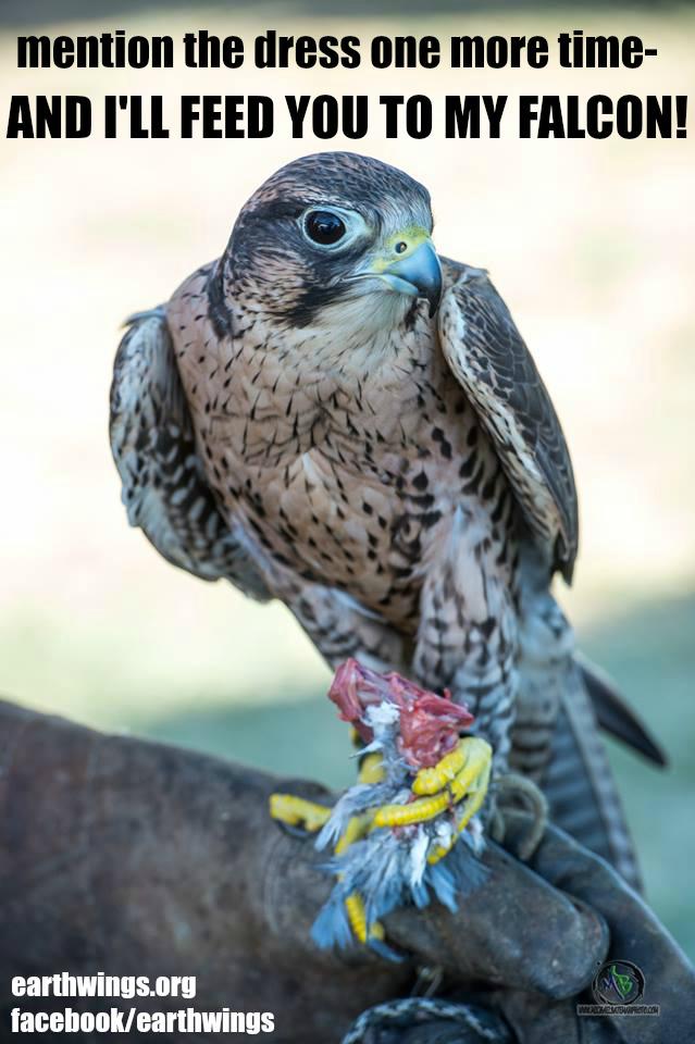 Bubothebird's tweet photo. Zoom the falcon putting an end to #dressgate http://t.co/ngzPvQa4By