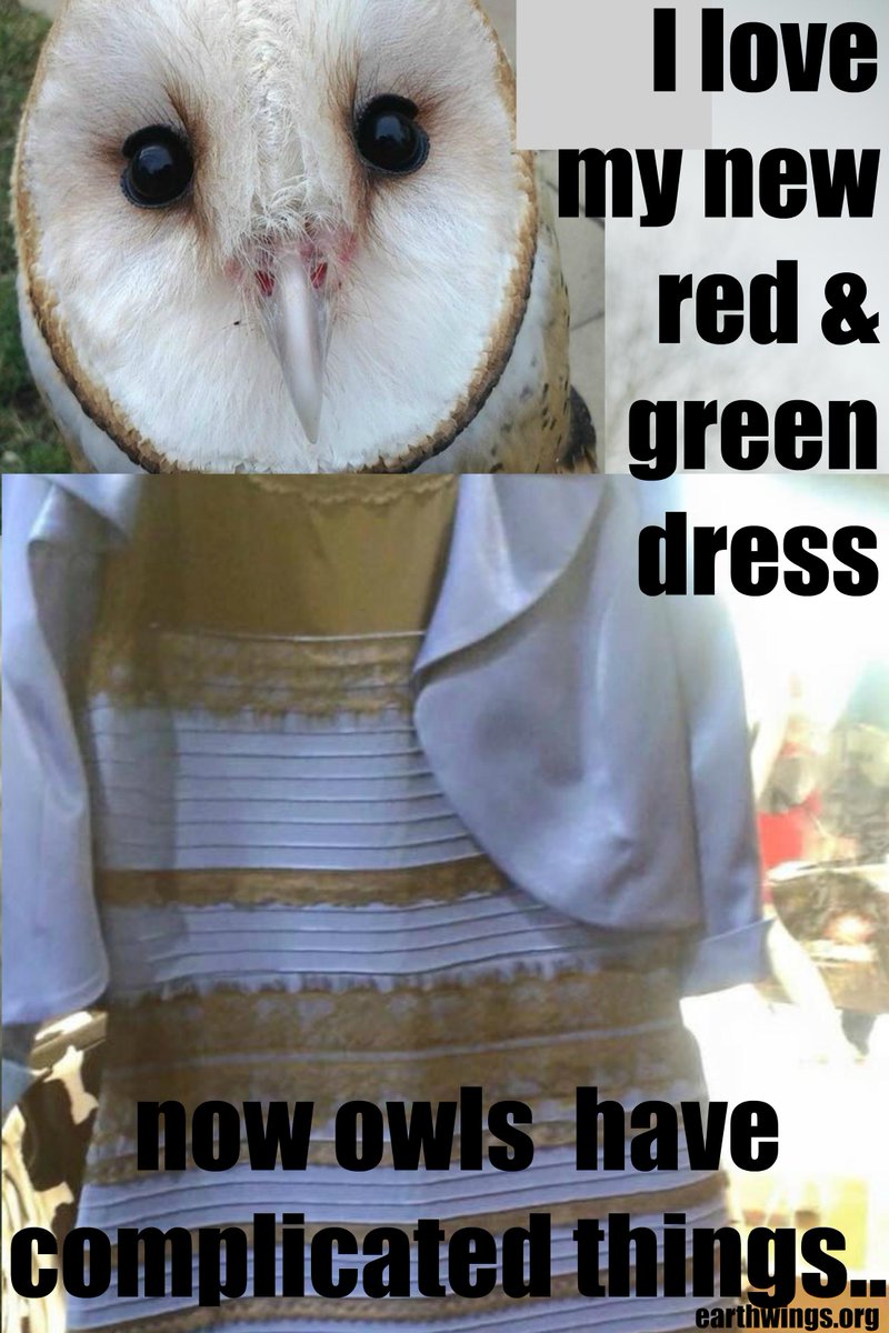 Bubothebird's tweet photo. Leave it to an owl to complicate things #dressgate - http://t.co/lwiX5w95Jz