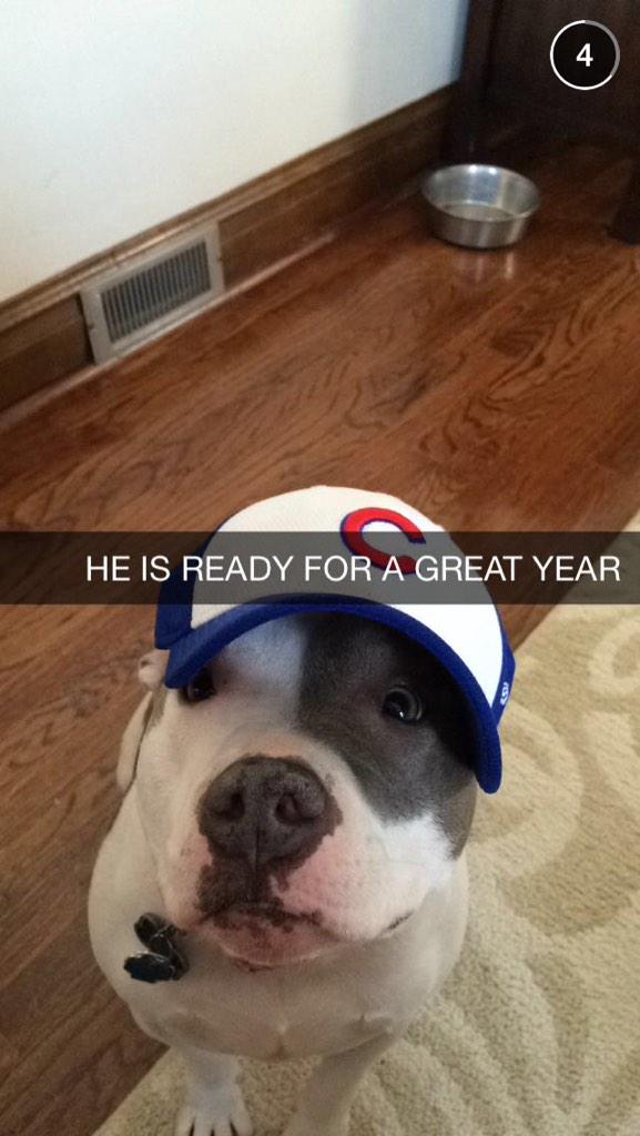 dweekynuts82's tweet photo. Hey @Cubs Oakley is ready if you need him http://t.co/toFsqqGuSZ