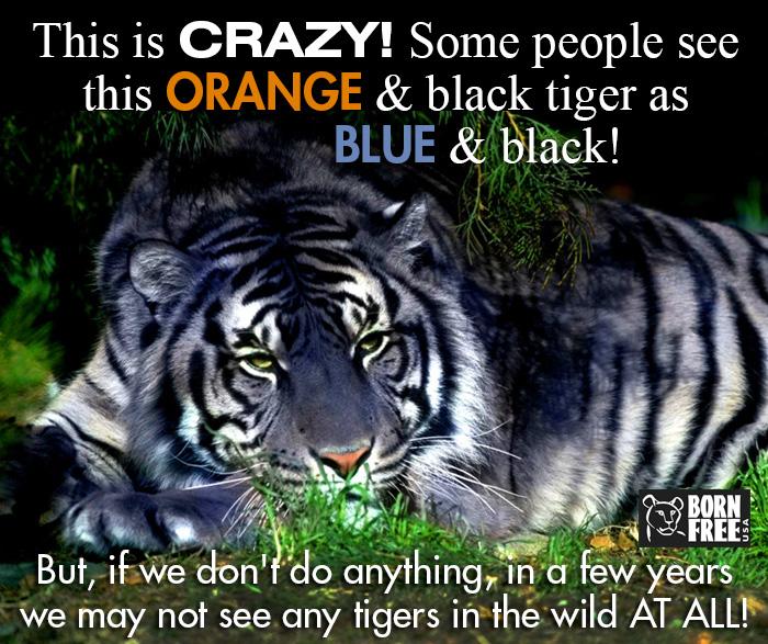 BornFreeUSA's tweet image. What do YOU see?  #TheDress