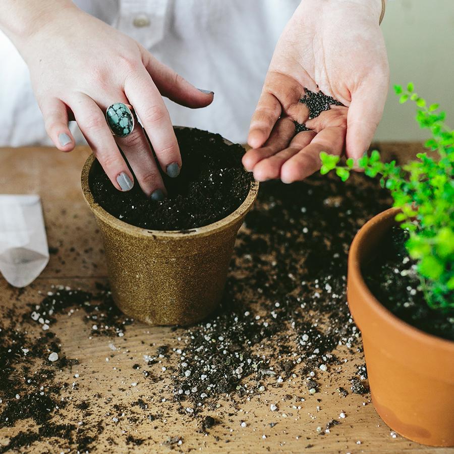 Tradmedicinals On Twitter Windowsill Gardens Lift The Spirits