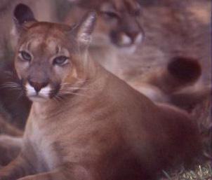 ProBiodiversa tweet media