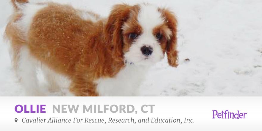 cavalier king charles spaniel petfinder