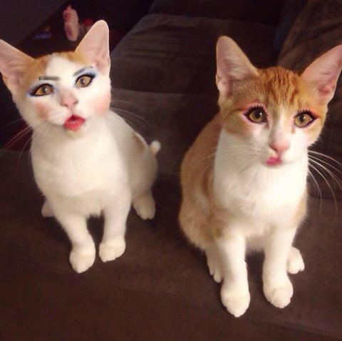 PLEOrb's tweet image. They look so pretty, aren’t they! They have different eye shadow colors like PLEO rb at the eyes!