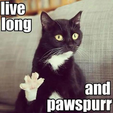 CatOnToilet's tweet photo. #LiveLongAndProsper http://t.co/WY1fE1YN52