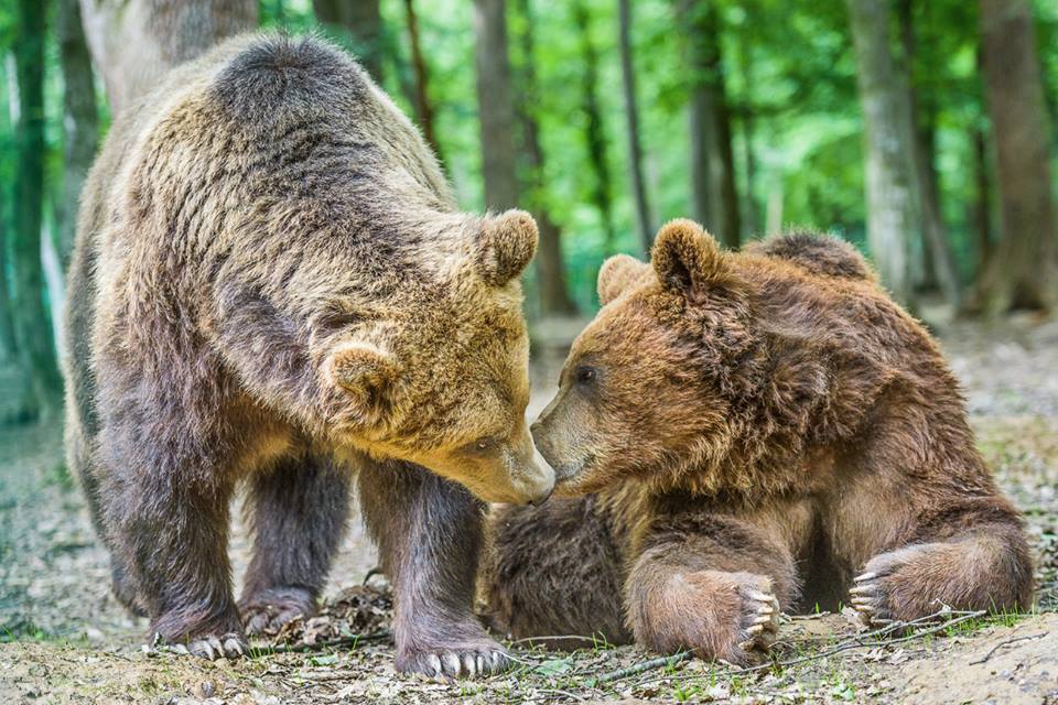hugwildlife's tweet photo. β@9944Farah: The greatest happiness in the world is the conviction that we are loved.*.* http://t.co/koD71b4T7vβLove Bears!#StopTrophyHunts!