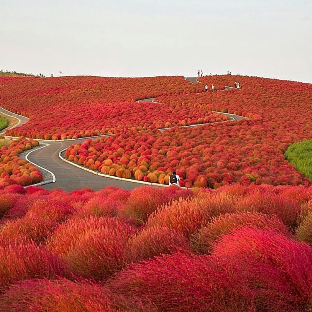 Hitachi Hidepark en Japón.