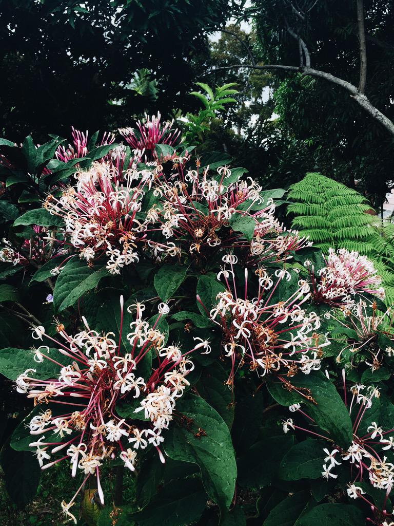 Flores de lela.