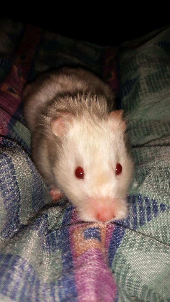 gates_master's tweet image. "@Ryaleeee: http://t.co/vNARMc4KA4" sorry to bother u but r u and pyro steal dating?