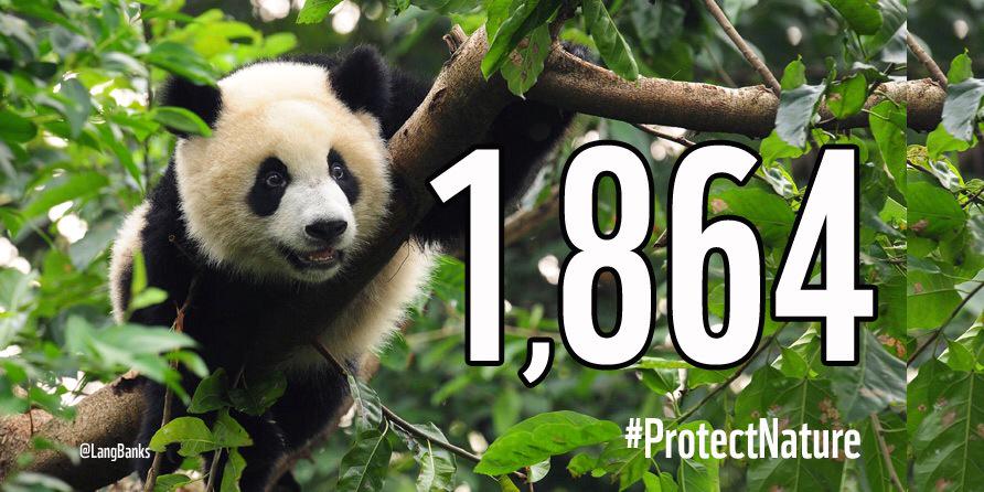 LangBanks's tweet image. Panda-tastic #NumberOfTheDay: Giant pandas left in the wild - a rise of over 16% in ten years! bit.ly/1E4T4HP