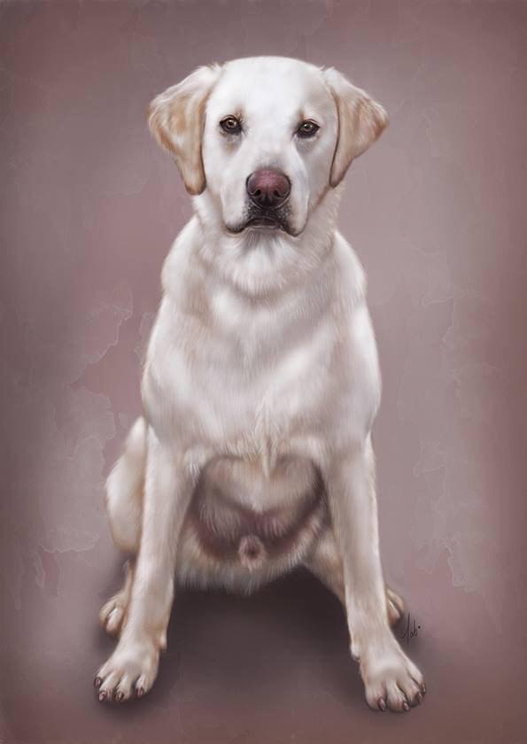 MakingMyths's tweet image. Latest pet portrait #digitalpainting of a beautiful cream #Labrador 💖