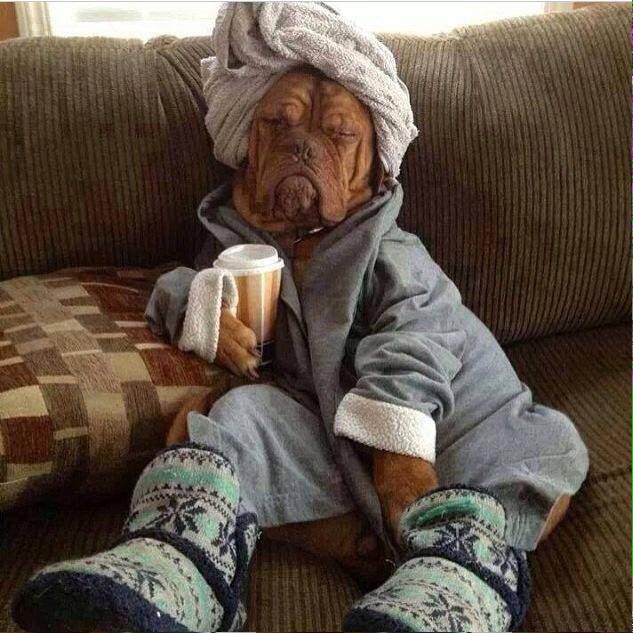 mjsaloma's tweet image. Thats how I am feeling today But no, an hour #BodyPump and #KickPower on the schedule Off we go 😬 #fitfam #motivation