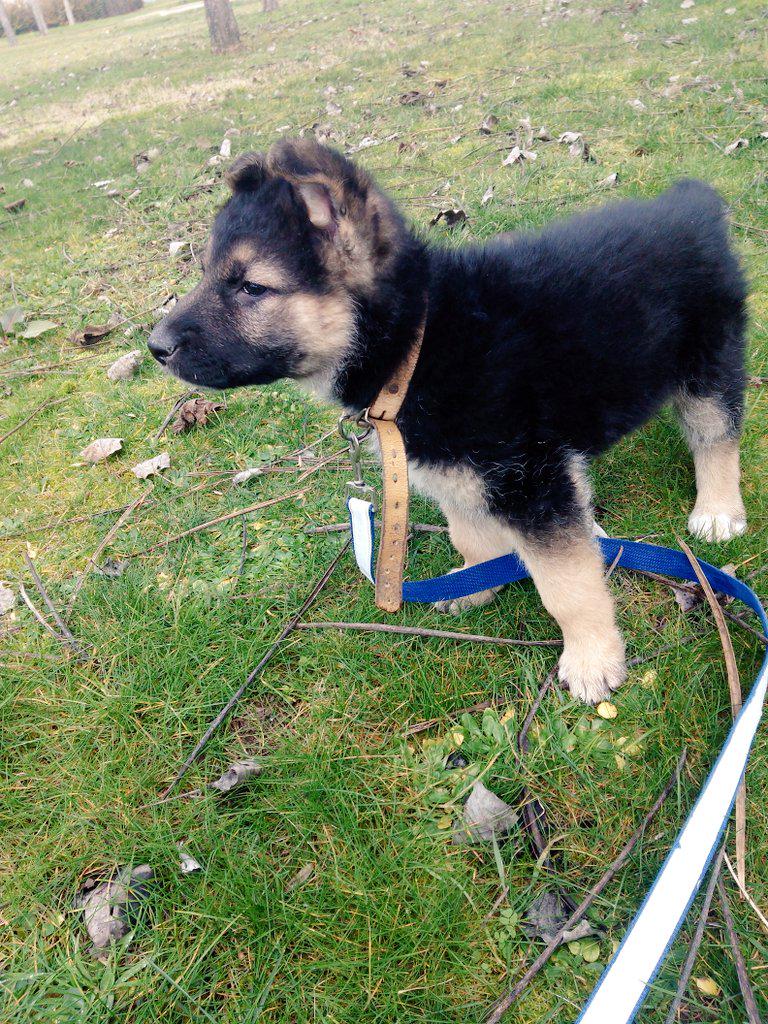 sheilaojer's tweet photo. Paseito con Nala :) http://t.co/4Xkz3ha7HP