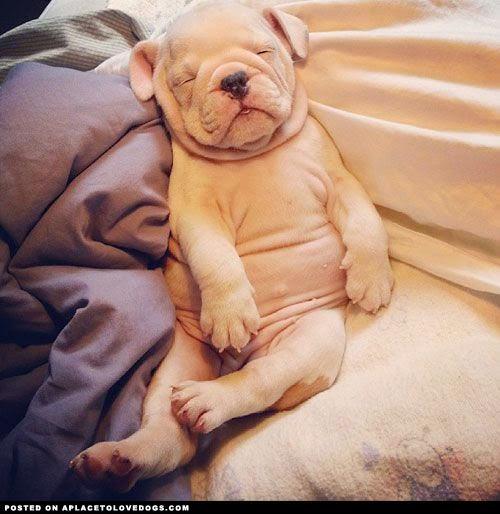 staerox's tweet photo. Just a bit of #cuteness to start the day! #TGIF #Puppy #StaeInLove #StaeCute http://t.co/0OW9LuSGhG