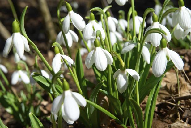 See this year's display of Snowdrops at #Exmoor Valley
middevongazette.co.uk/Snowdrops-wint…