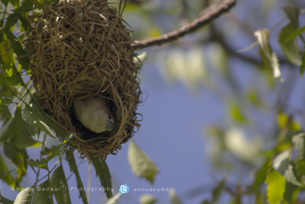 ahmadbw82's tweet photo. @tswir @grp_ksa1 @photos_lab @photographyksa @t9weri @IBDA3_Ph @Photort1 @RT4P @cameraty @magicoflens #تصويري http://t.co/AUbzQQUyYd