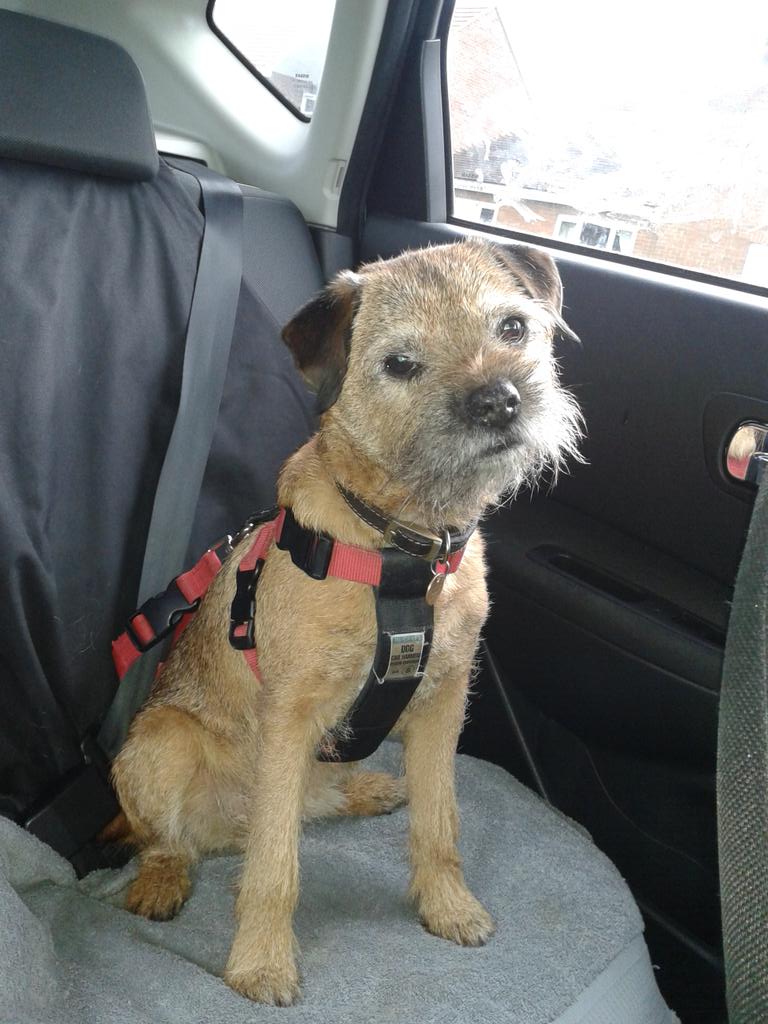 Me waiting patiently for me pal <a href="/LucyLooBT/">Lucy & Sonny</a>   I can smell de beach  x