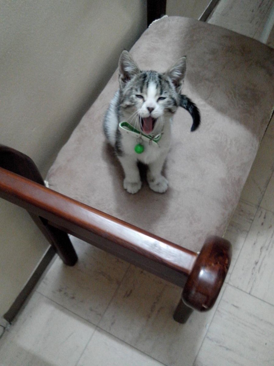 LADYARIASGARCIA's tweet photo. @BravissimoCity #gatobravissimo  ellas es la ternura de la casa http://t.co/jA5OgfZUDp