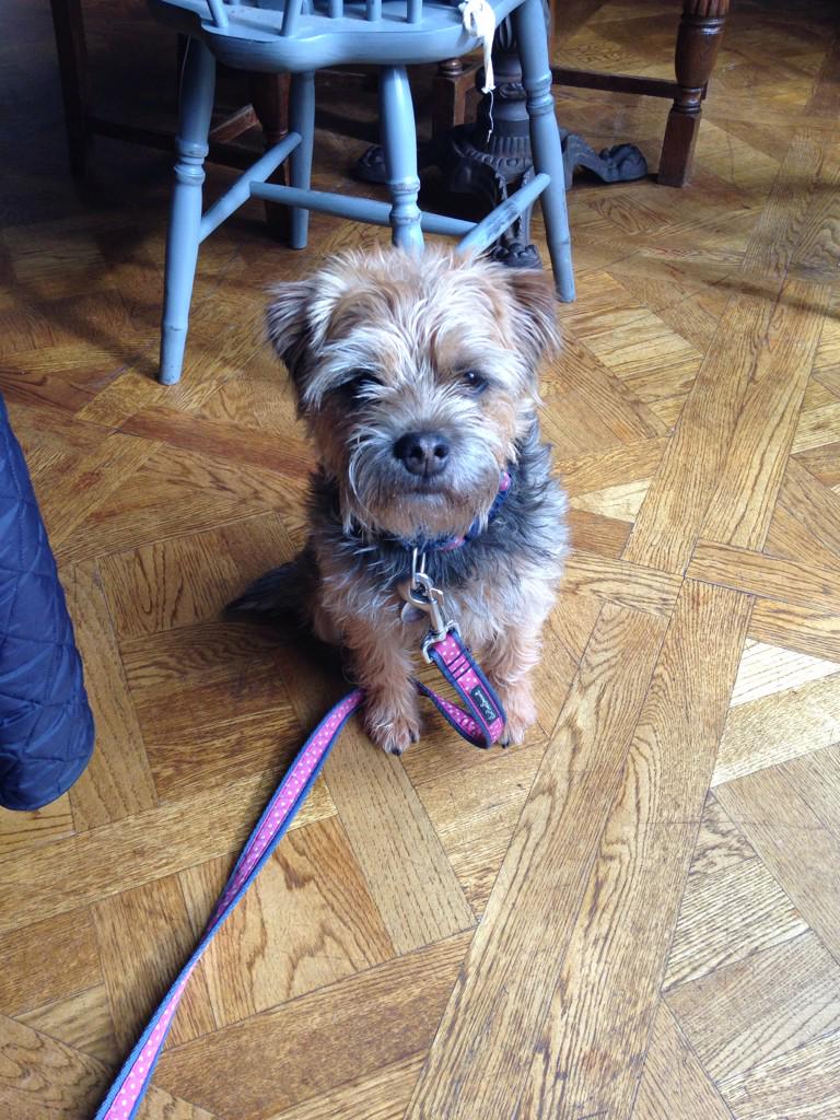 At the White Buck in the New Forest.  Awaiting treats. Xx