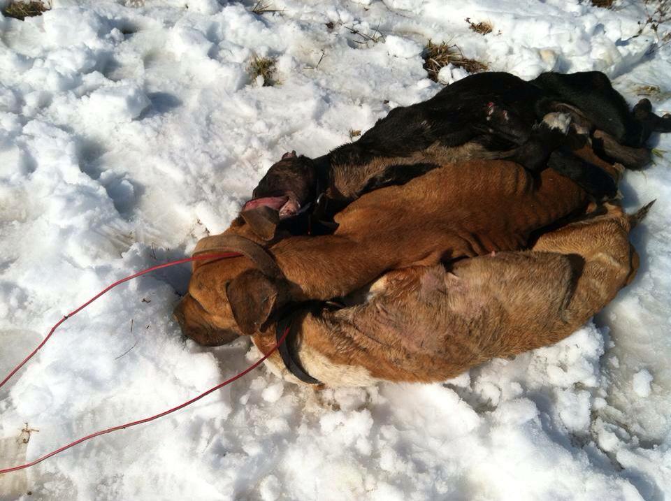 AngelsofFur's tweet photo. #Kittrell #NC
These poor dogs murdered & dumped on the side of the road!
https://t.co/9lCTfvTGAW
PLEASE Share & RT http://t.co/oWO4084gud