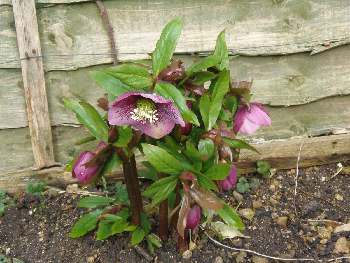 Hellebores starting to flower #nearlyspring