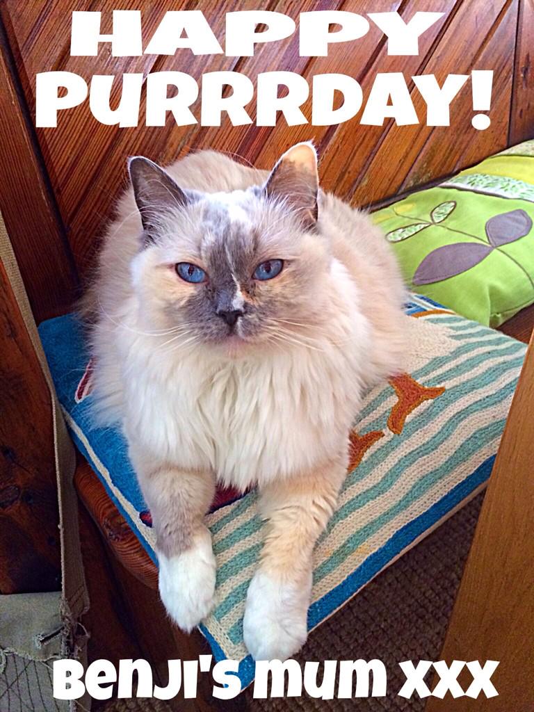    Happy Birthday to Benji\s Mum! On a  Feline ruff tomorrow?!   xxx 