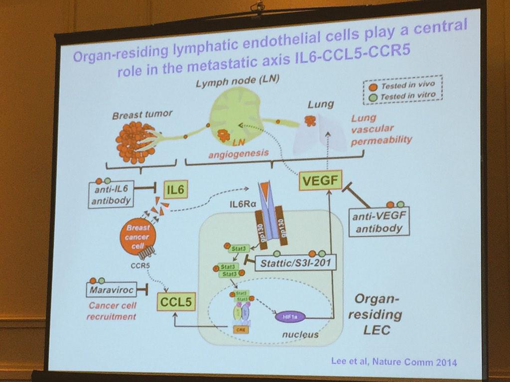 ara_anderson's tweet image. Popel: Organ residing lymphatic endothelial cells play a central role in metastatic axis IL6-CCL5-CCR5 #icbppsocmath