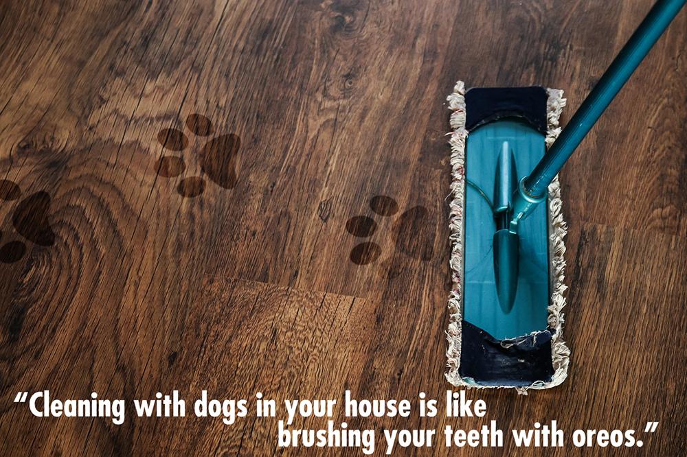 IntermountainCD's tweet image. Funny but true. Take the dogs for a walk &amp;amp; let us do the cleaning! (801) 565-9556
