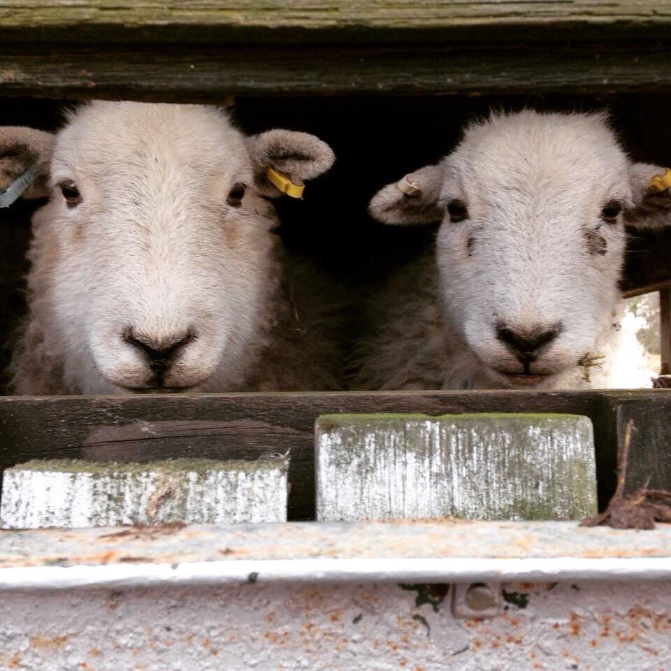 ISOTheGoodLife's tweet photo. Girls on the move! #herdwick #insearchofthegoodlife http://t.co/RNjj6TiEKf