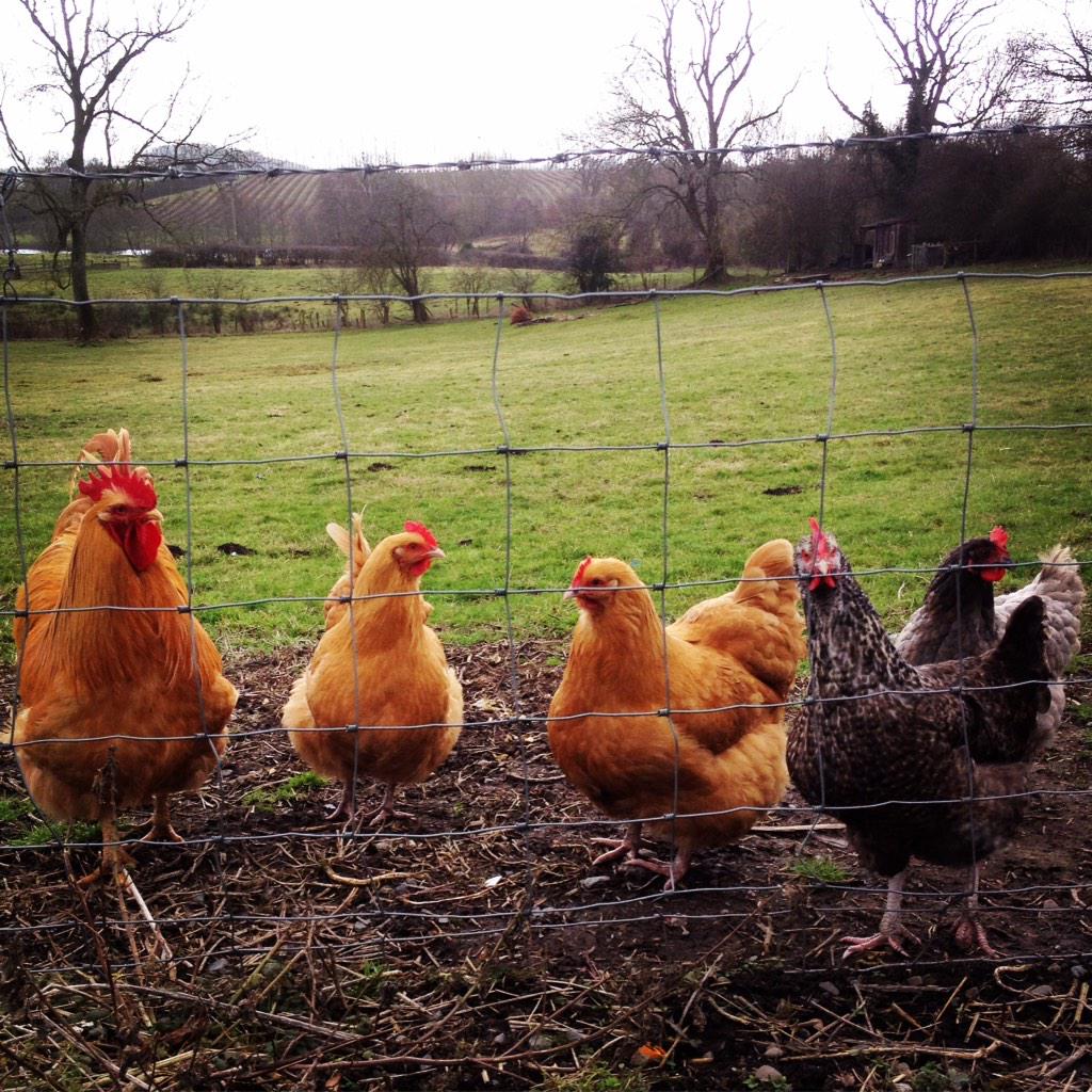 ISOTheGoodLife's tweet photo. Heston & his remaining ladies #insearchofthegoodlife http://t.co/FKsOwIxCDm