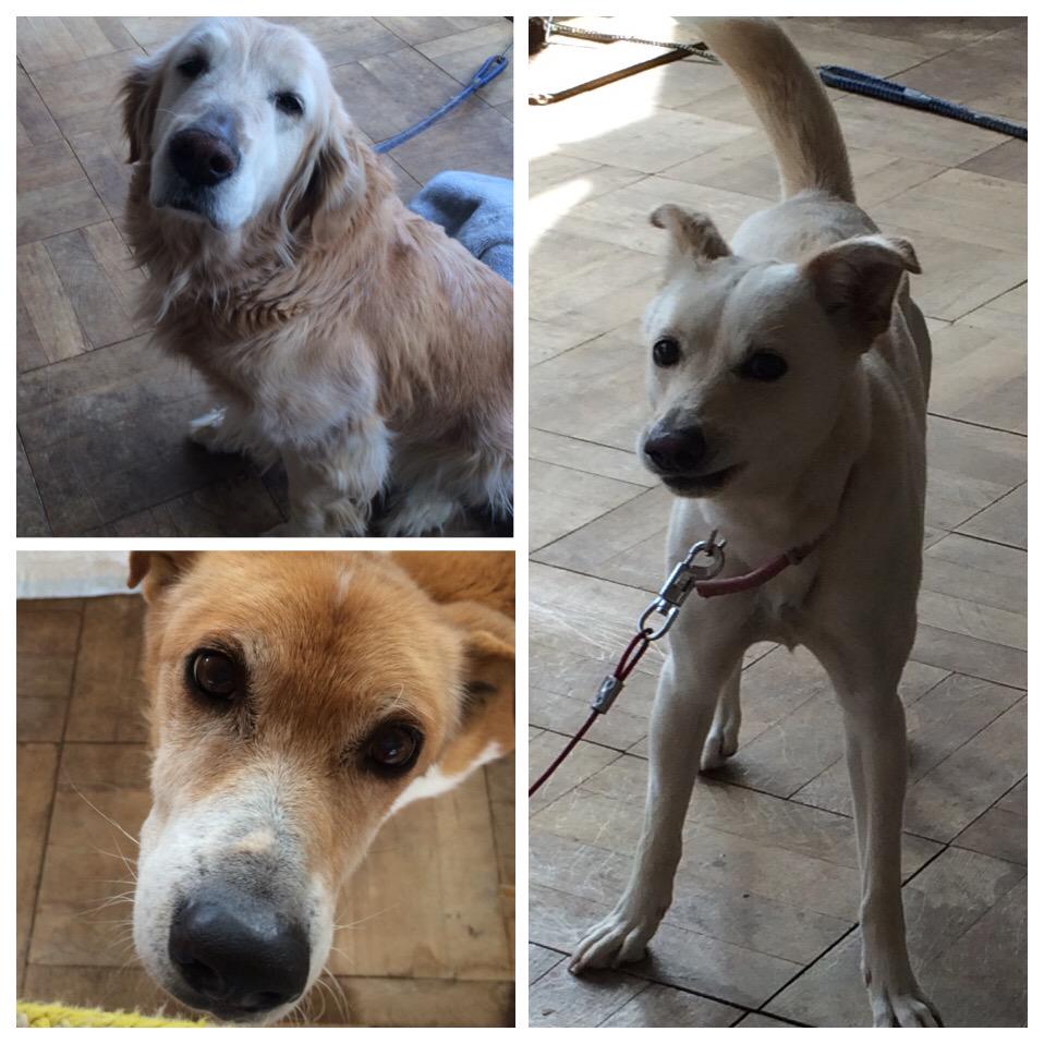 manomano_p's tweet image. 昨日はマーノ会場でご協力いただいた募金の半分¥79,480をお届けに「動物愛護の会 館林ランド」(群馬県館林市西高根50-2)まで行ってきました。すぐお隣に館林美術館があります。明日は高崎わんにゃんネットワークへお届けです！#マーノ