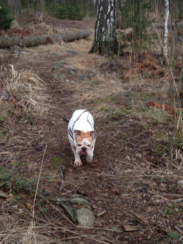 Wheelbacks's tweet photo. Vielä tänään #koira voi liikkua vapaana #metsässä ennen kuin #lintujenpesimäkausi alkaa. #englanninbulldoggi http://t.co/Fwf9hlvR47