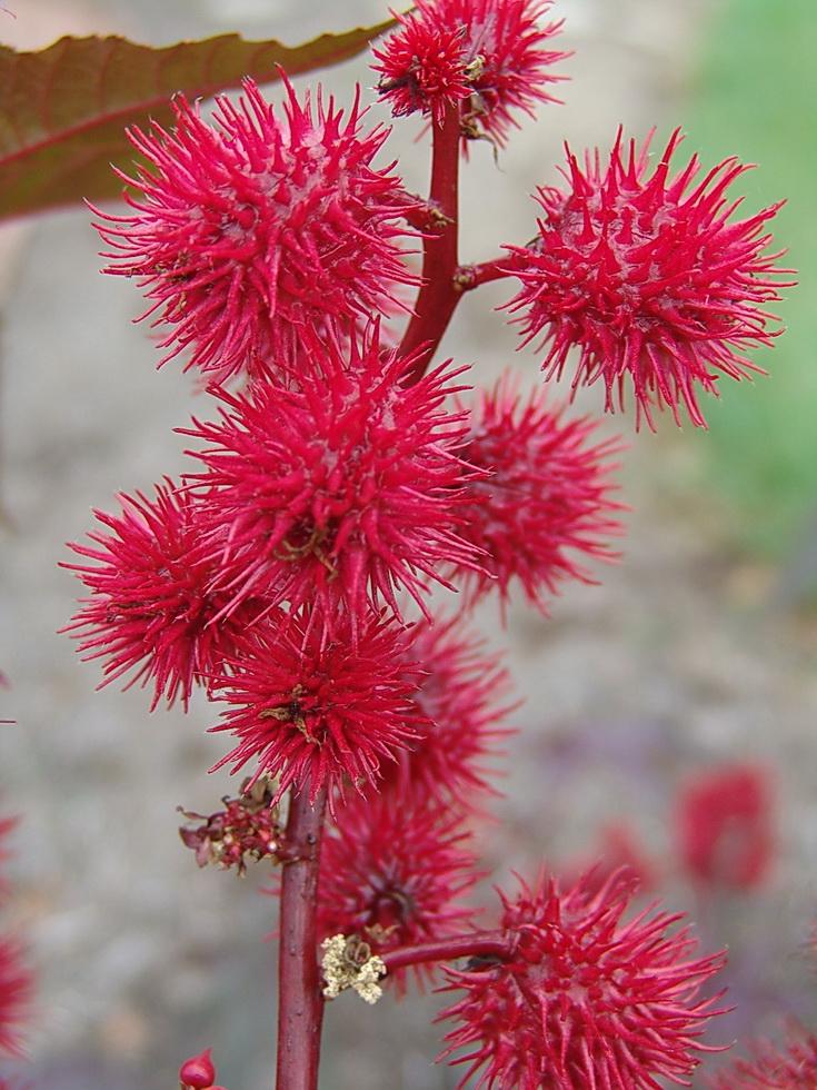 BobStewart723's tweet photo. #ColorfulFruit of Ricinus communis 'Carmencita' (Castor Oil Bean) is eye catching, but the seeds are very poisonous. http://t.co/khBI9aUcNT