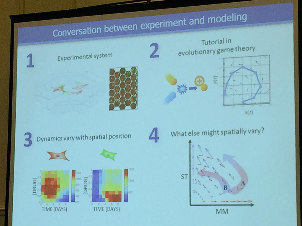 ara_anderson's tweet image. Liao shows that high drug and low drug don&apos;t commute #icbppsocmath @CancerConnector @D4N__ will agree!