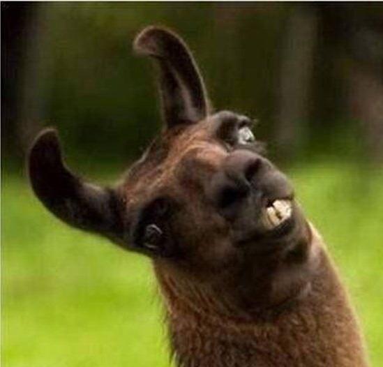 neeleyelizabeth's tweet image. Who is the llamas spiritual leader? The Dalai Llama...but it should be Jesus #jesusjuke #fbcdifference