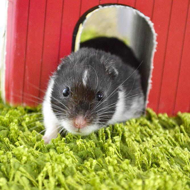 Hamster_Guide's tweet image. Can't wait to snuggle this one again, miss him so much. We pick up our new ham Maggie tomorrow too! #hamster #hammy