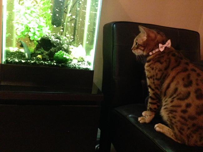 EdieTraill's tweet photo. @sherilynch 
Wait… There's something moving in there! #Caturday #notthebrightestcrayoninthebox http://t.co/p6TtmaZCPO