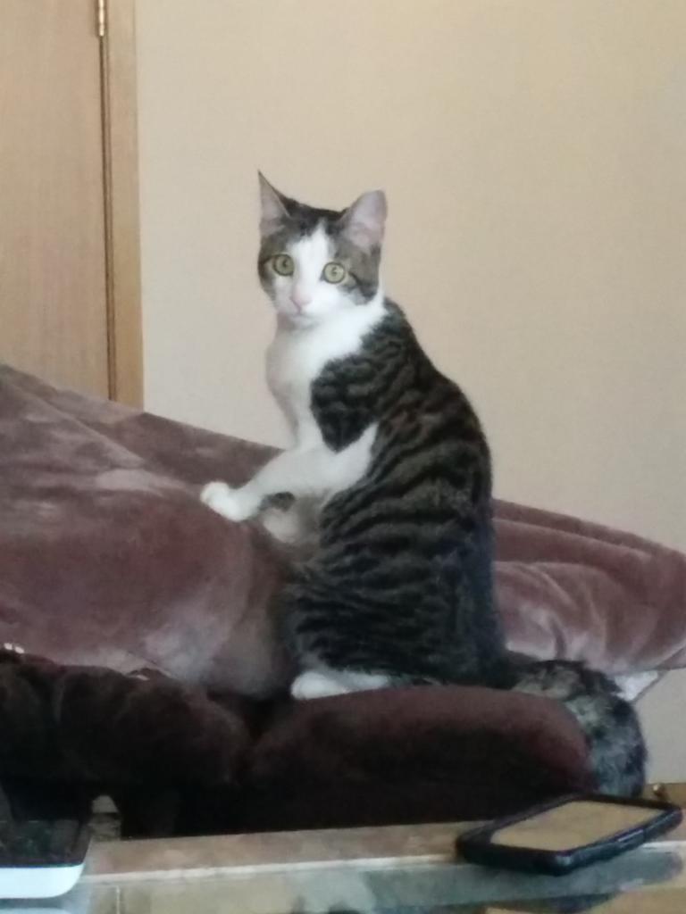 catmanpdx's tweet photo. Little Athena the #cat trying to human. http://t.co/gxJqfJ9vv8