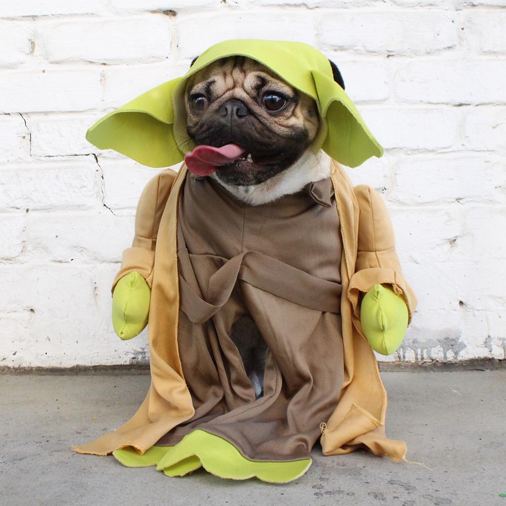 pug status doug the pug on quot yoda only one for me http t co vpp2oma8a4 quot pug status doug the pug on quot yoda only one for me http t co vpp2oma8a4 quot