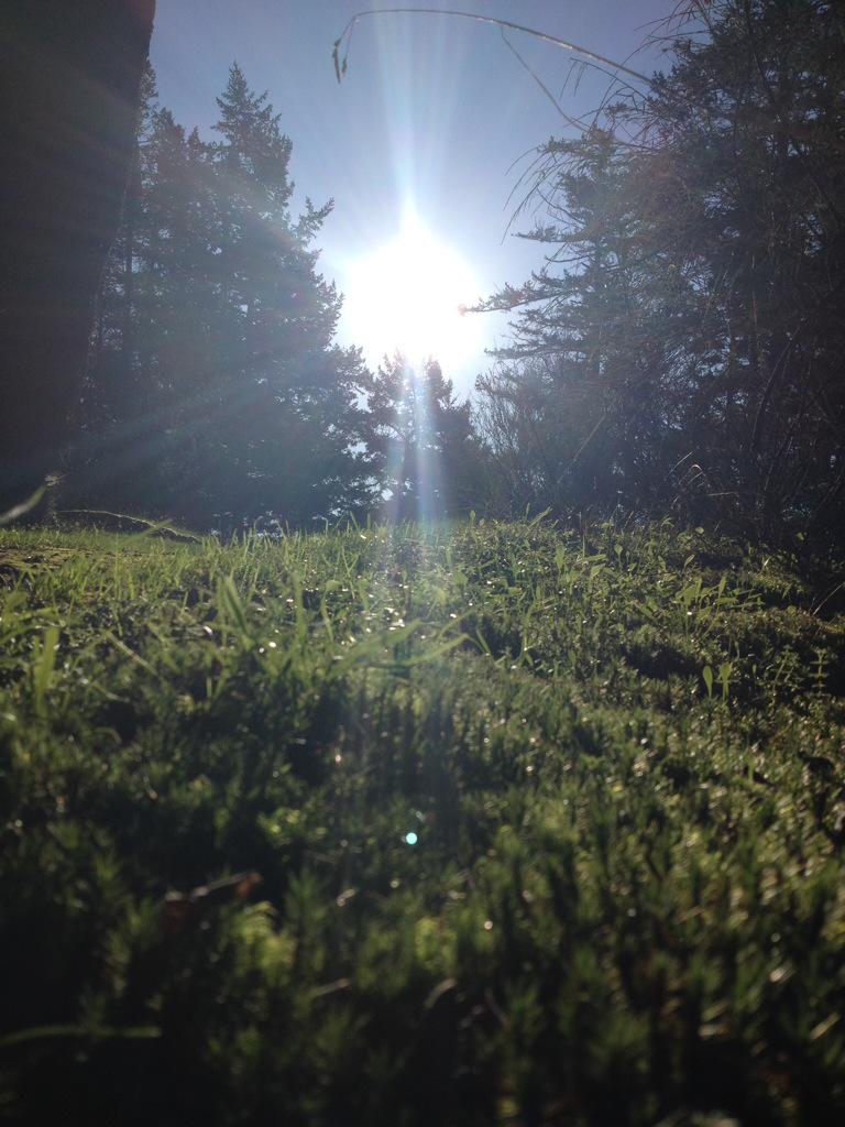 The #sun is shining and the grass is growing. This is winter on the #Gulfislands