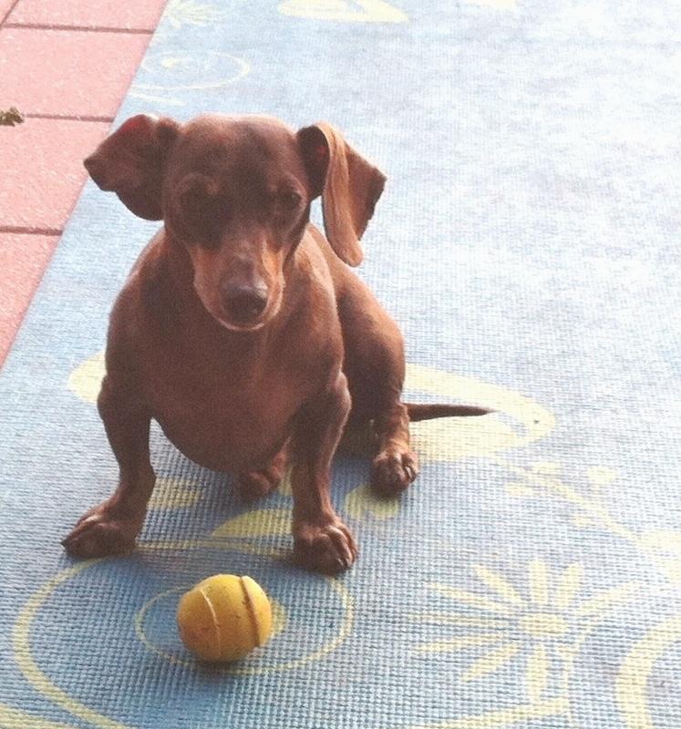 Yoga takes you into the present moment, the only place where life exists....#yogaeveryday #dogsoftwitter #NYC