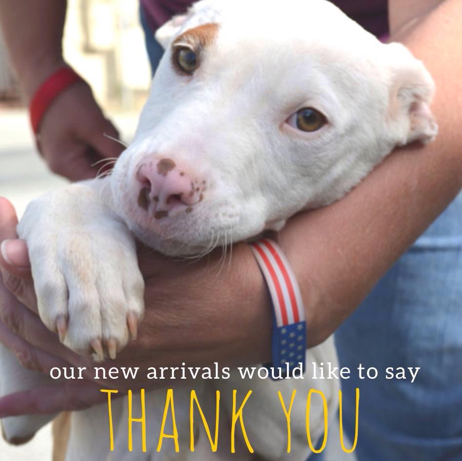 Copper's Dream tweet media