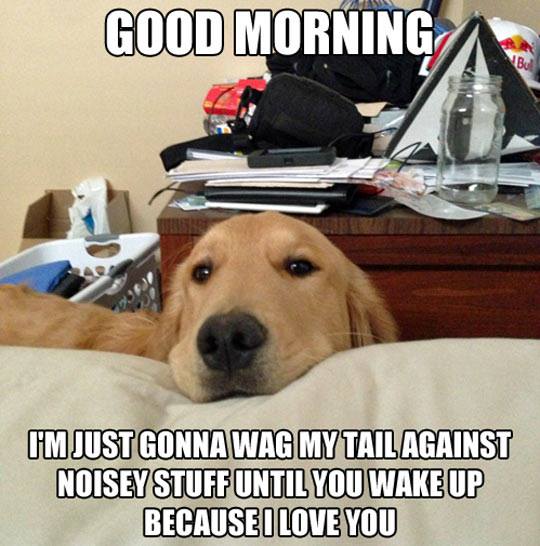 Cosantoir's tweet image. Before the cold nose assault begins, this happens. Especially since I regularly wake up first. #PetParentProblems