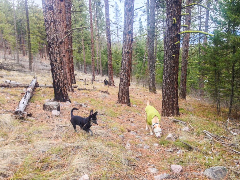 #Montana forest dwellers. #GoodDogs