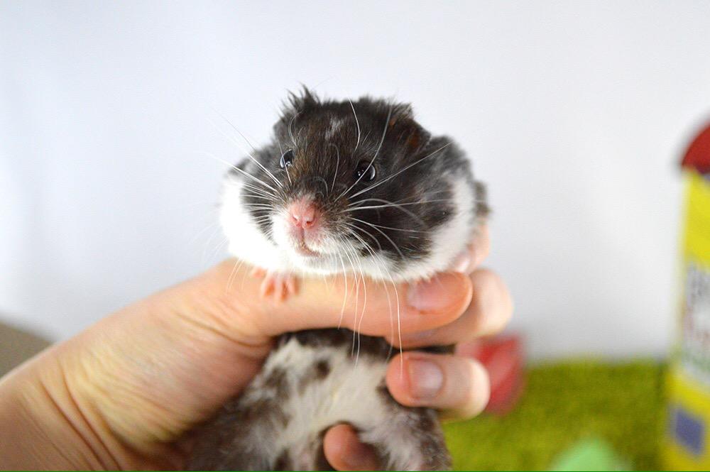 Hamster_Guide's tweet image. He doesn't think he's had enough treats yet, his cheeks say otherwise! 😄❤️🐹
#hamster #hammy