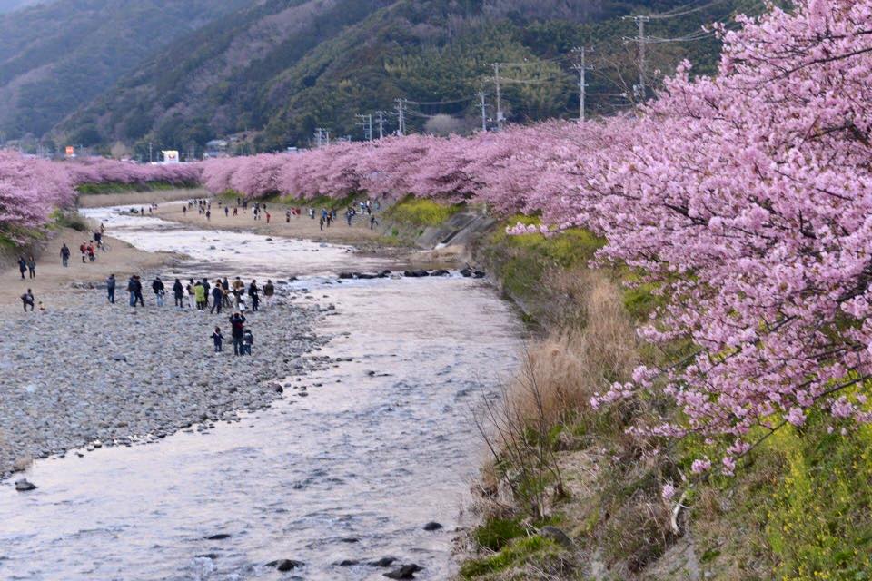 Yahoo_weather's tweet photo. 今日から3月、季節は春へと向かいます。昨日、同僚から春を感じる写真が届きました。伊豆の河津桜はすでに満開になっているそうですよ(^^
（撮影:Naoki Hayashi） http://t.co/tmjzwBm4MA