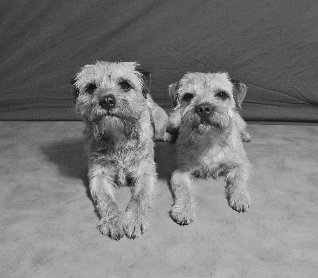 ZiggyKier's tweet photo. @MrSebBT we did a walk in the forrest today, and sitting and doing cute for cookies... Look: http://t.co/M7obEHJ7aJ