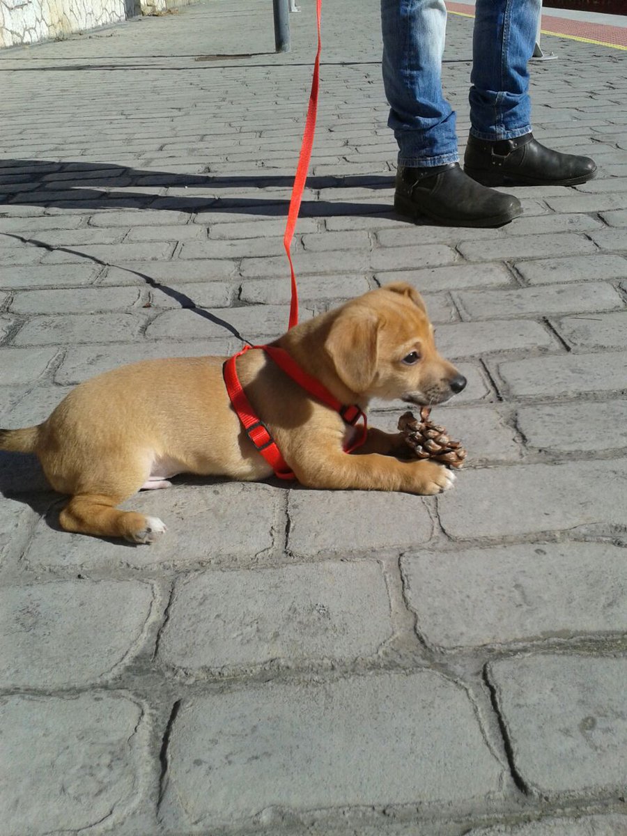 javilota's tweet photo. Otto #soparplanta2015 http://t.co/uGLH8LCYl3