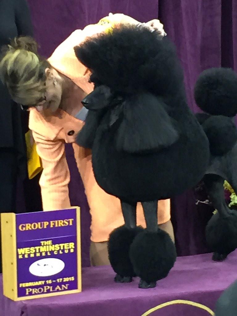 PuppiesToday's tweet photo. Flame the Standard Poodle for the Non Sporting my Group! https://t.co/U1DhwvtT0u
