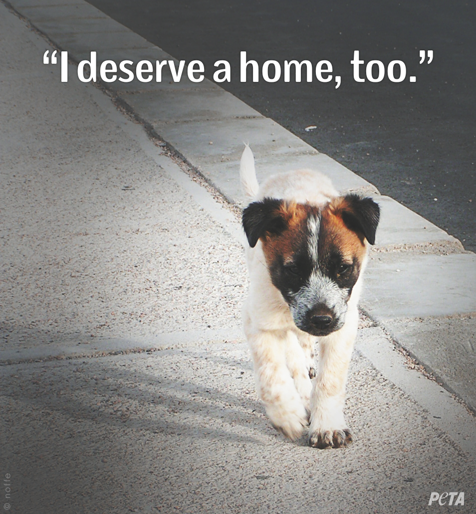peta's tweet photo. There are many reasons why ADOPTING a dog is better than BUYING one.

MILLIONS, in fact. #AdoptDontBuy #WKCDogShow http://t.co/TyHk1MyiM5